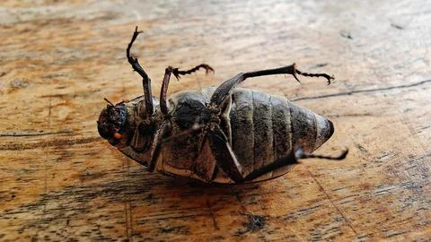 Macro View of Large Beetle Lying on Back on Wooden Surface Stock Photos