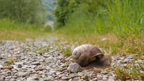 Macro view of large garden snail crawling slowly across gravel path in natu.. Stock Footage 337614252