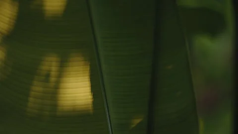 Macro View of Large Green Tropical Leaf with Glowing Sunlight Texture, Backlit Stock-Footage 327797329