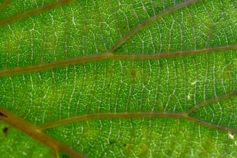 Macro view of large leaf with organic veins and texture Stock Photos