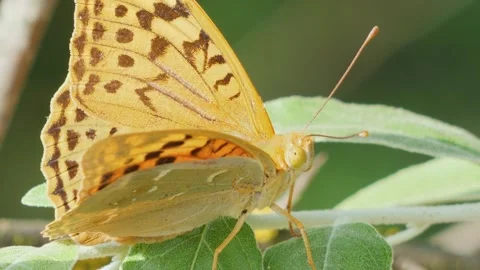 Macro view of a large yellow butterfly with detailed compound eyes sitting s Stock Footage 340982781