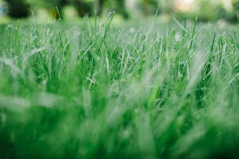 Macro view of lawn grass in summer backyard garden. Stock Photos