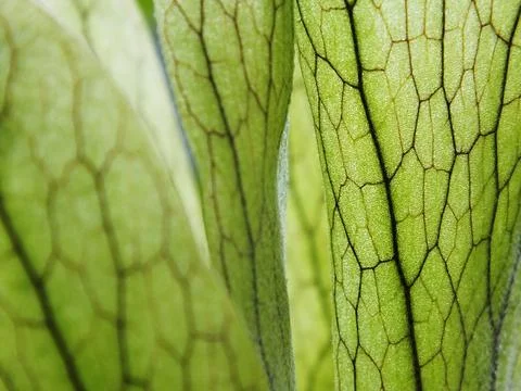 Macro view of a leaf with a green stem and veins. Stock Photos