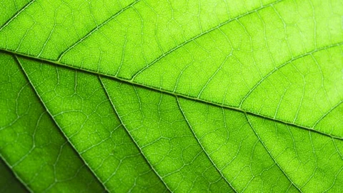 Macro View of Leaf Surface Cells Illustrating Plant Structure. Close-Up Macro Sh Stock Footage 261578031
