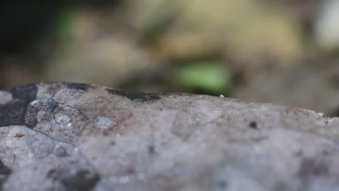 Macro View of Leafcutter Ants Carrying Leaves to Their Nest in a Natural Habitat Stock Footage 305780215