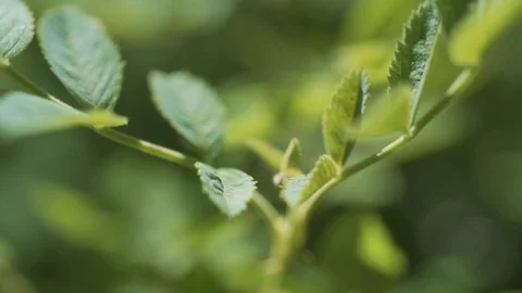Macro view of leaves swaying in the wind, selective focus Stock Footage 95791730