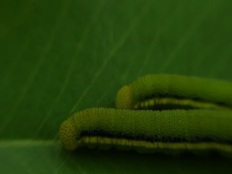 Macro View Lemon Emigrant caterpilla in Thailnad 库存影片 77633093