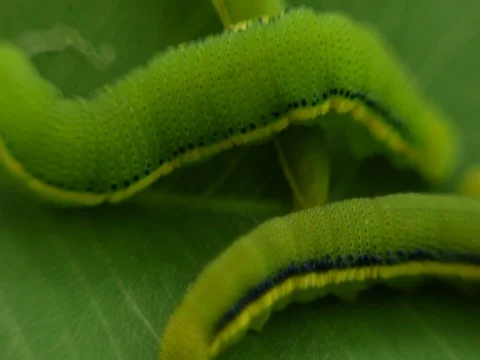 Macro View Lemon Emigrant caterpilla in Thailnad Stock Footage 77633097