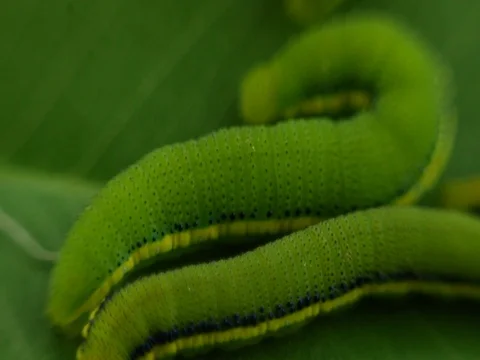 Macro View Lemon Emigrant caterpilla in Thailnad 库存影片 77633099