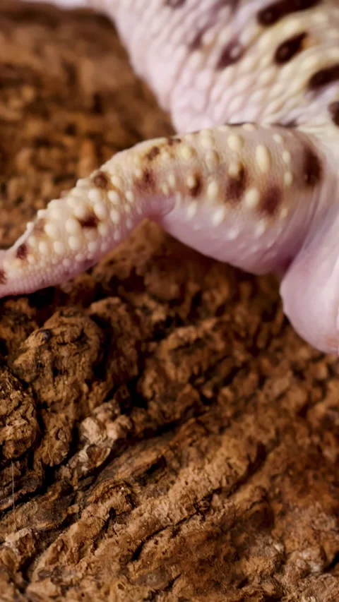 Macro View of a Leopard Gecko Crawling Over a Textured Log Stock Footage 328333557