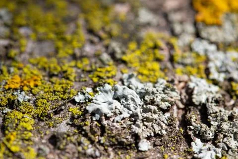 Macro view of lichen and moss textures on a tree Stock Photos