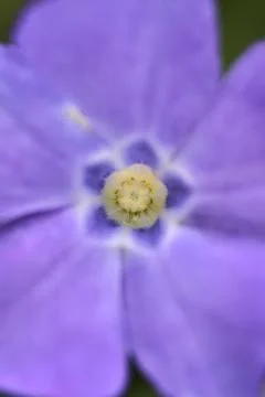 Macro view of light yellow stigma of blue common periwinkle (Vinca Apocynaceae) Stock Photos