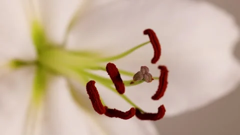 Macro View of Lily Flower Stamen and Pistil Stock Footage 306125660