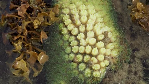 Macro View of Living Reef Polyps Growing in Coastal Tide Pool Stock Footage 339151582