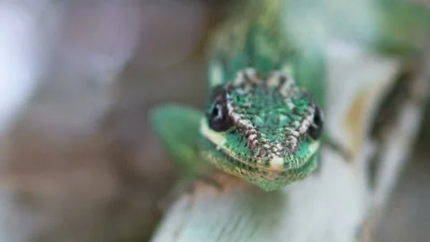 Macro View of Lizard Sitting on a Branch Stock Footage 106080469