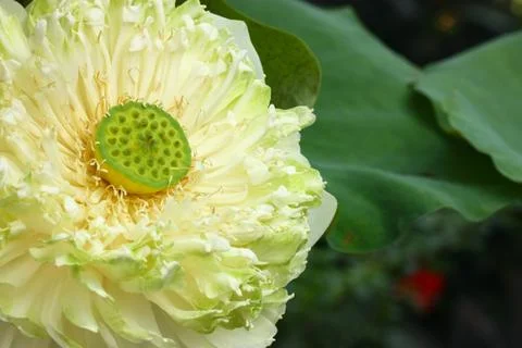 Macro view of lotus Stock Photos