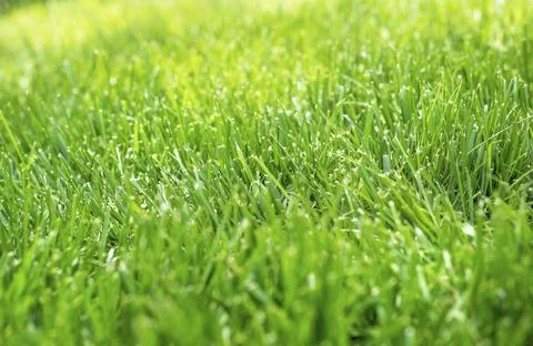 Macro view low to ground perfect green grass lawn. 写真素材