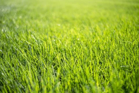 Macro view low to ground perfect healthy green grass lawn 写真素材