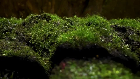 Macro view of lush green moss growing on dark textured volcanic stones in a.. Stock Footage 337748945
