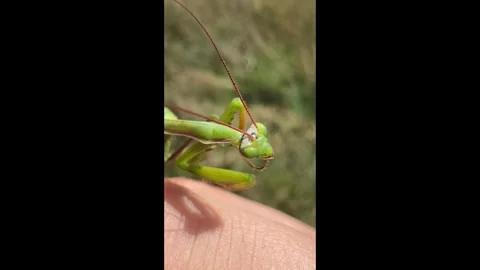 Macro view of mantis standing on hand outdoors Stock Footage 310209203