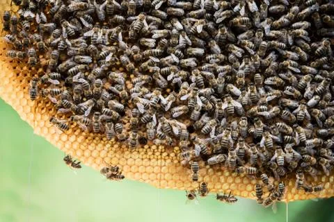 Macro view of many bees on the honecomb. Beekeeping concept. Stock Photos