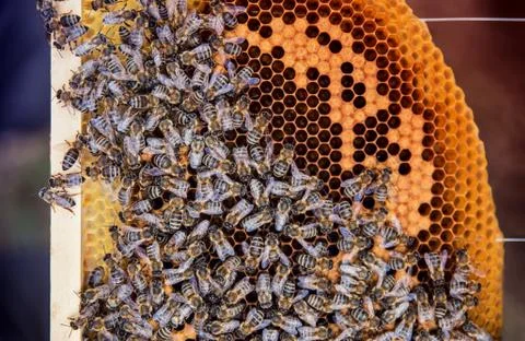 Macro view of many bees on the honecomb. Beekeeping concept. Stock Photos