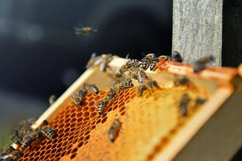 Macro view of many bees on the honecomb. Beekeeping concept. Stock Photos