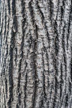 Macro view of mature tree bark with pronounced linear grooves running horizontal Stock Photos