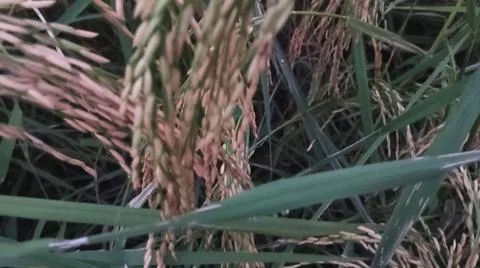 Macro View of Maturing Golden Rice Grains in Agricultural Field Stock Photos