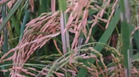Macro View of Maturing Golden Rice Grains in Agricultural Field Stock Photos