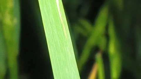 Macro View of Maturing Golden Rice Grains in Agricultural Field Stock Photos
