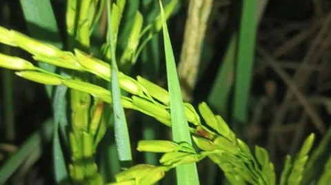 Macro View of Maturing Golden Rice Grains in Agricultural Field Stock Photos