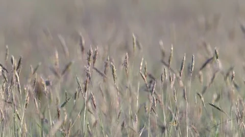 Macro view of a meadow at sunset with grass blades and insects climbing, wi.. Video stock 308380506