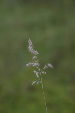 Macro view of Melinis repens Stock Photos