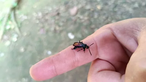 Macro View of a Mesmerizing Iridescent Jewel Wasp Resting on a Human Finger Видео 332923099