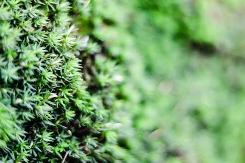 Macro View of Micro Plants of tiny insects size Stock Photos