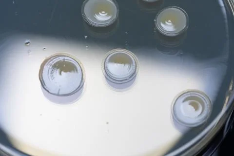 A macro view of microorganisms cultivated inside an agar dish inside a scient 스톡 사진