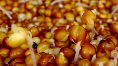 Macro view of millet seeds growing and becoming small plants with stems filmed Stock Footage 345452958
