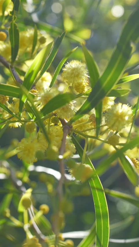 Macro view of mimosa Acacia dealbata flowers with soft yellow texture. Mimosa Video stock 331995945