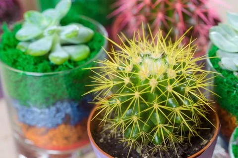 Macro view on mini cactus with yellow needles Stock Photos