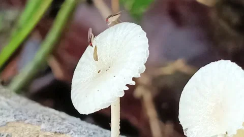 Macro View of Miniature Biodiversity: Small Beetles on Transparent White Rainfor Видео 332922989