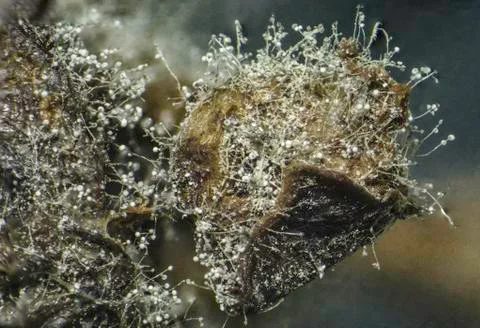 Macro view of mold on grapevine 스톡 사진