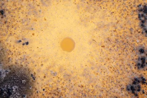 Macro view of molds growing inside an agar dish 스톡 사진