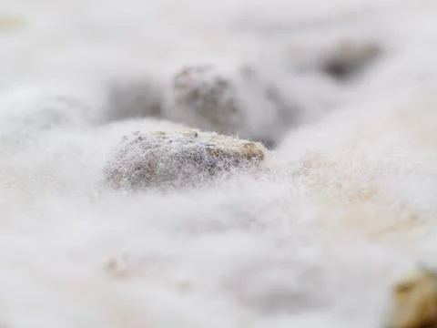 Macro view of moldy cheese with visible mold texture Stock Photos