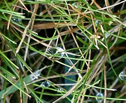 Macro view of morning dew drops on green meadow grass with water drops Stock Photos