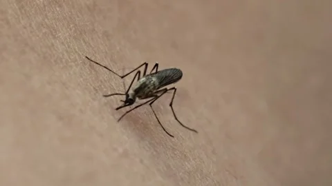 Macro View Of A Mosquito Biting Human Skin, Insect Vector Transmitting Virus Stock Footage 340542969