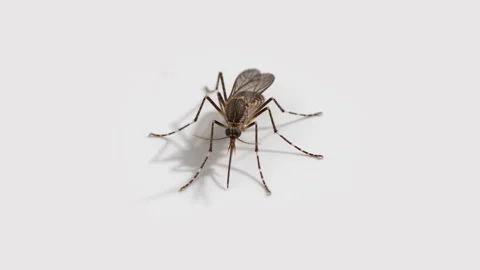 Macro view of a mosquito with delicate wings on a white background Vídeos de archivo 347475146