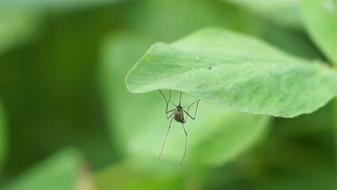 Macro View Of Mosquito Isolated On Green Leaf 動画素材 236085292