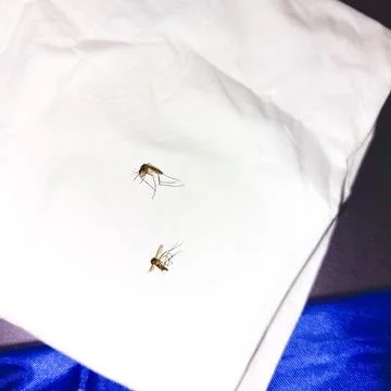 Macro view of mosquito on white backdrop Stock Photos