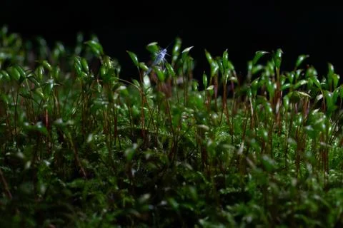 Macro View Of Moss With Insect Stock Photos